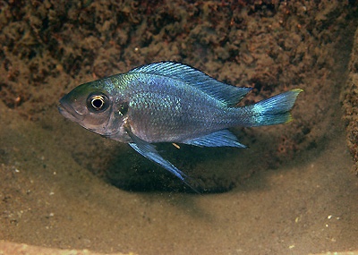 Cunningtonia longiventralis 'Cape Nangu'